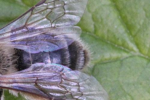 Andrena sp.